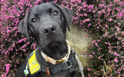 Coordinator, Volunteer Services | Burnaby